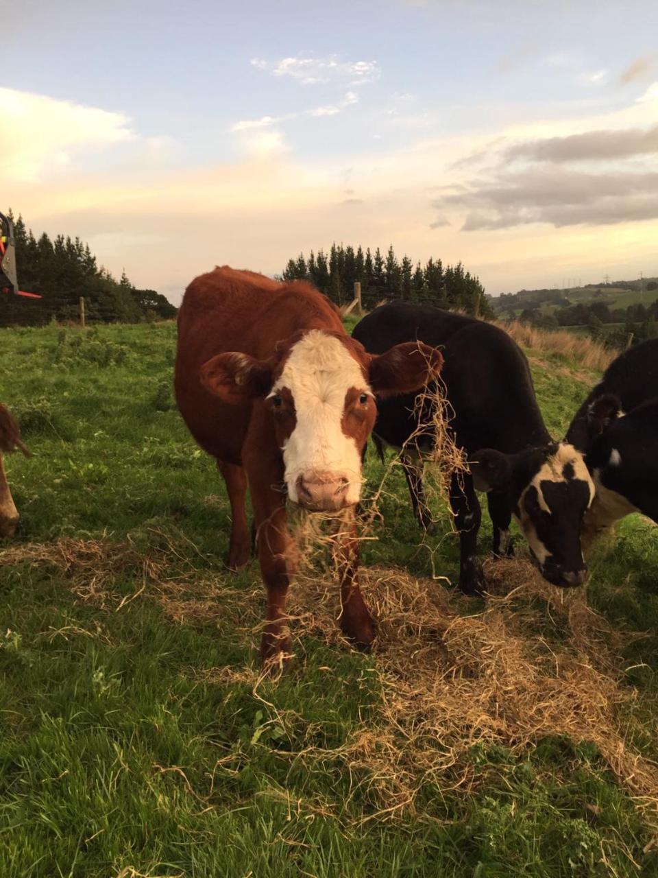 Above The River Karapiro Bed & Breakfast Екстериор снимка
